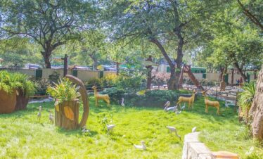 Crocodile Rehabilitation