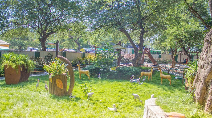 Crocodile Rehabilitation