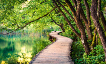 Forest and nature views