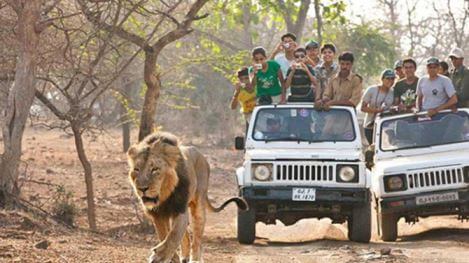 Jeep safari inside Bannerghatta