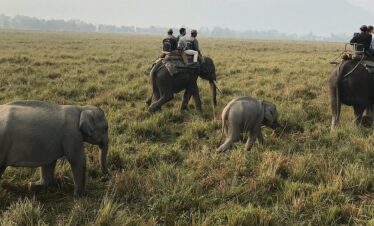 Kaziranga Safari
