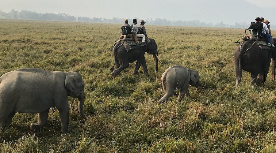 Kaziranga Safari