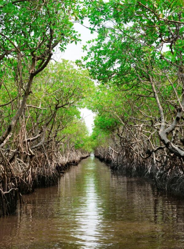 Mangrove forest