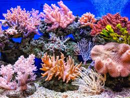Underwater coral reefs
